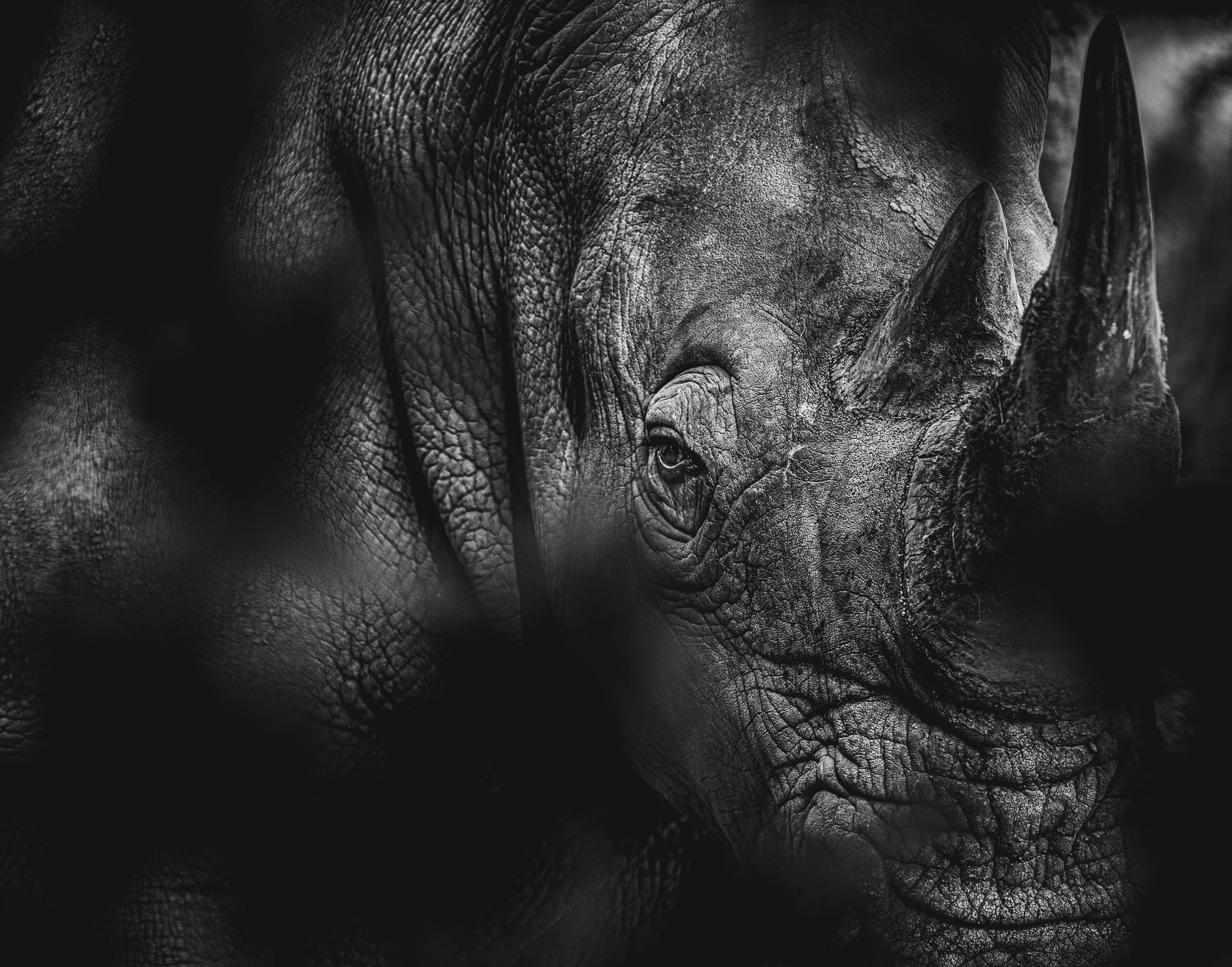 Portrait of a white rhino