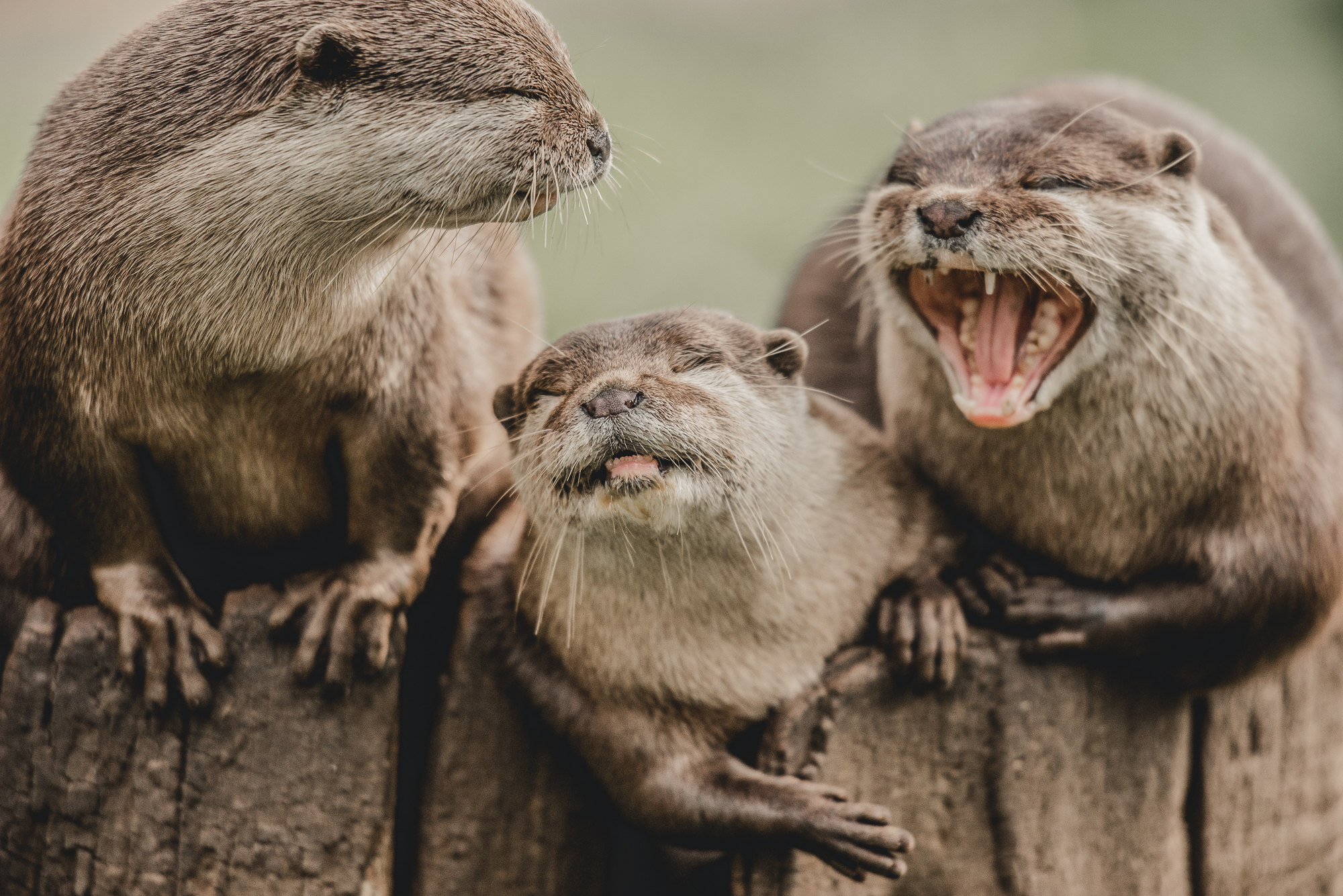 Three otters sitting together