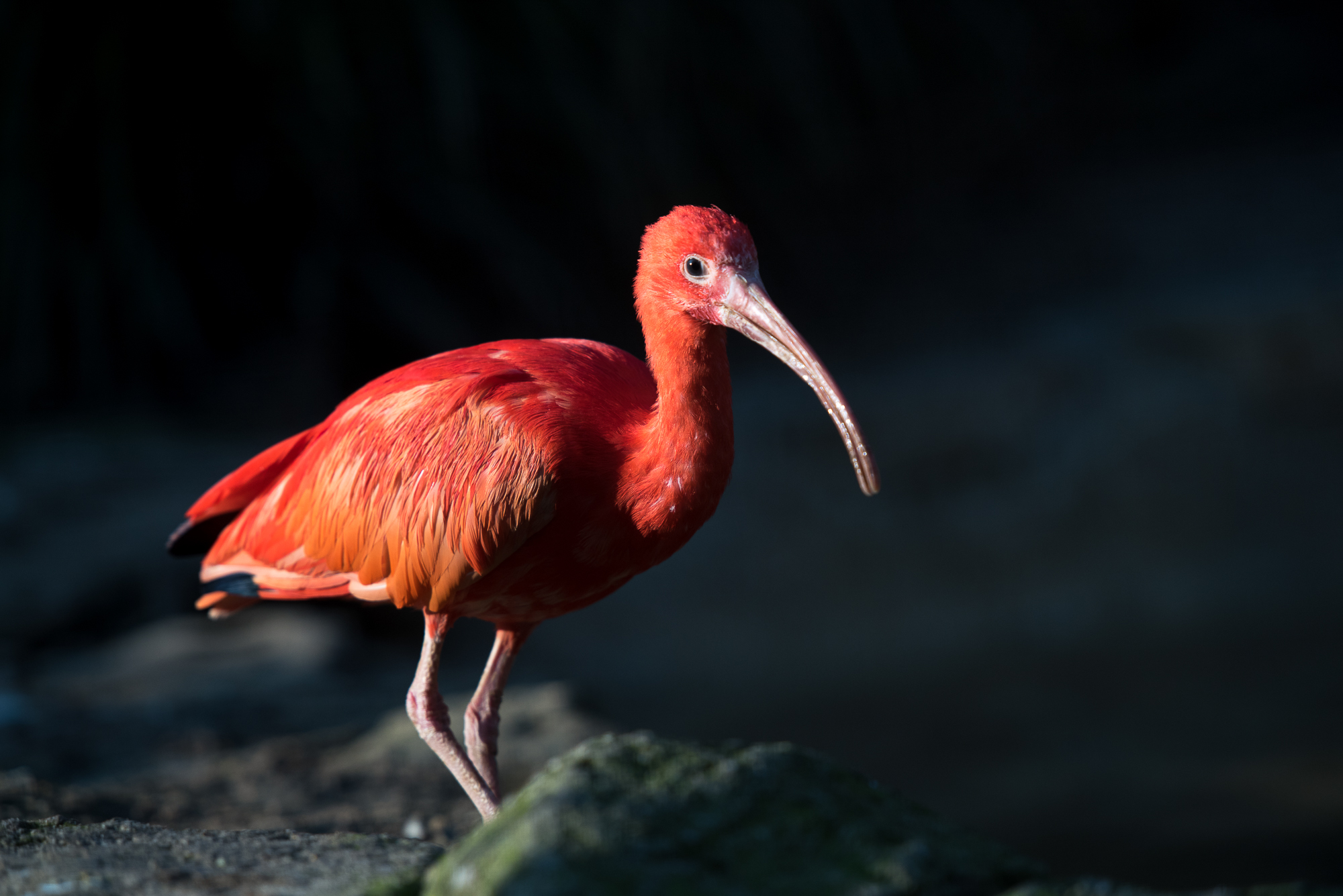 Scarlet Ibis portrait