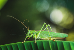 Cricket sitting on a leaf