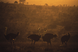 Ostriches of Sunset