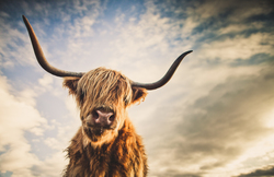 Portrait of a highland cattle