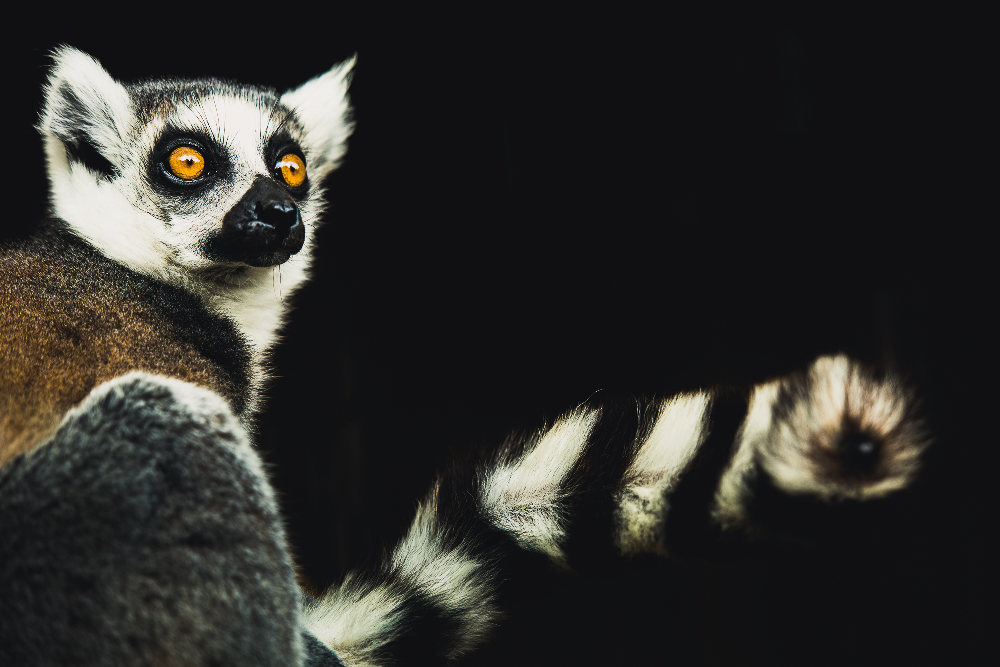 Ring tailed lemur portrait